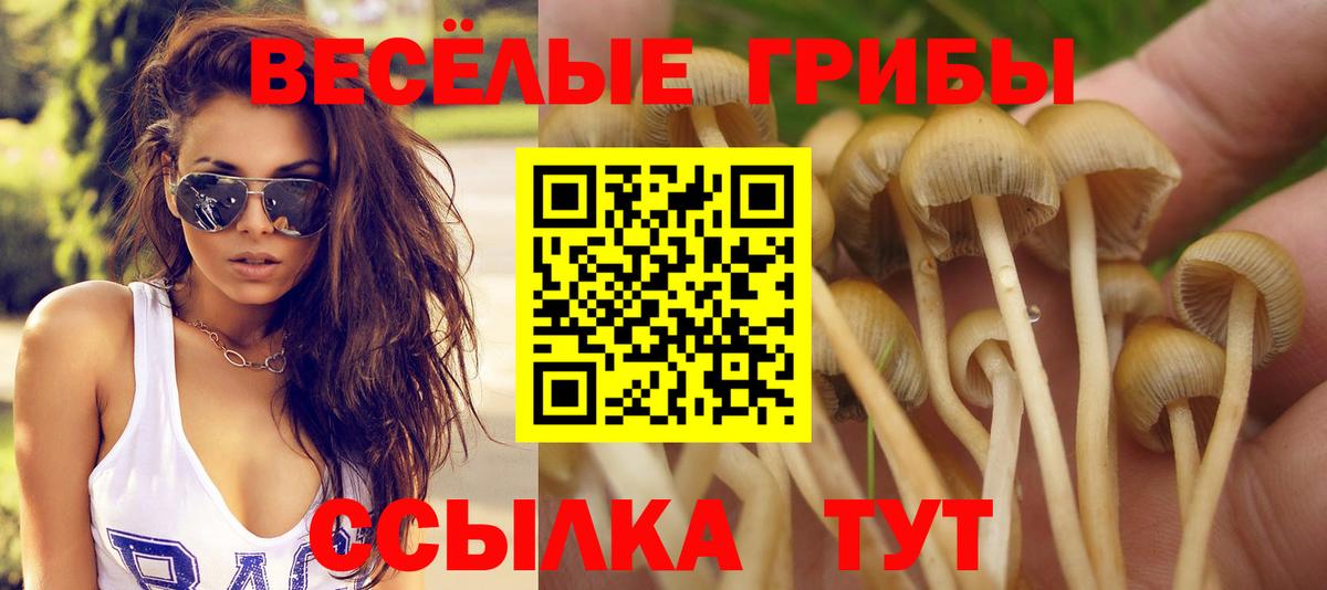 Галлюциногенные грибы Psilocybine cubensis Электрогорск